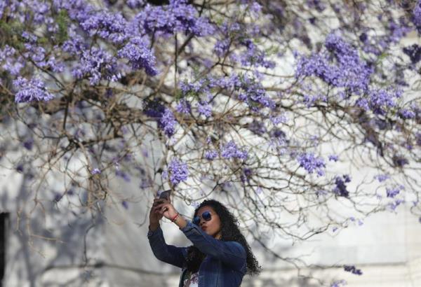 The best spots in the city to see jacaranda trees – Flowmore